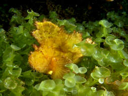 Image of Sea Grape