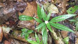 Image of Gravesia setifera H. Perrier