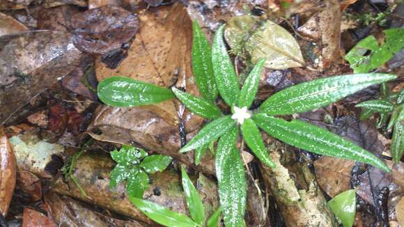 Image of Gravesia setifera H. Perrier