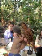 Image of Chestnut-winged Foliage-gleaner