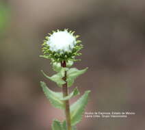 Image of Grindelia inuloides Willd.