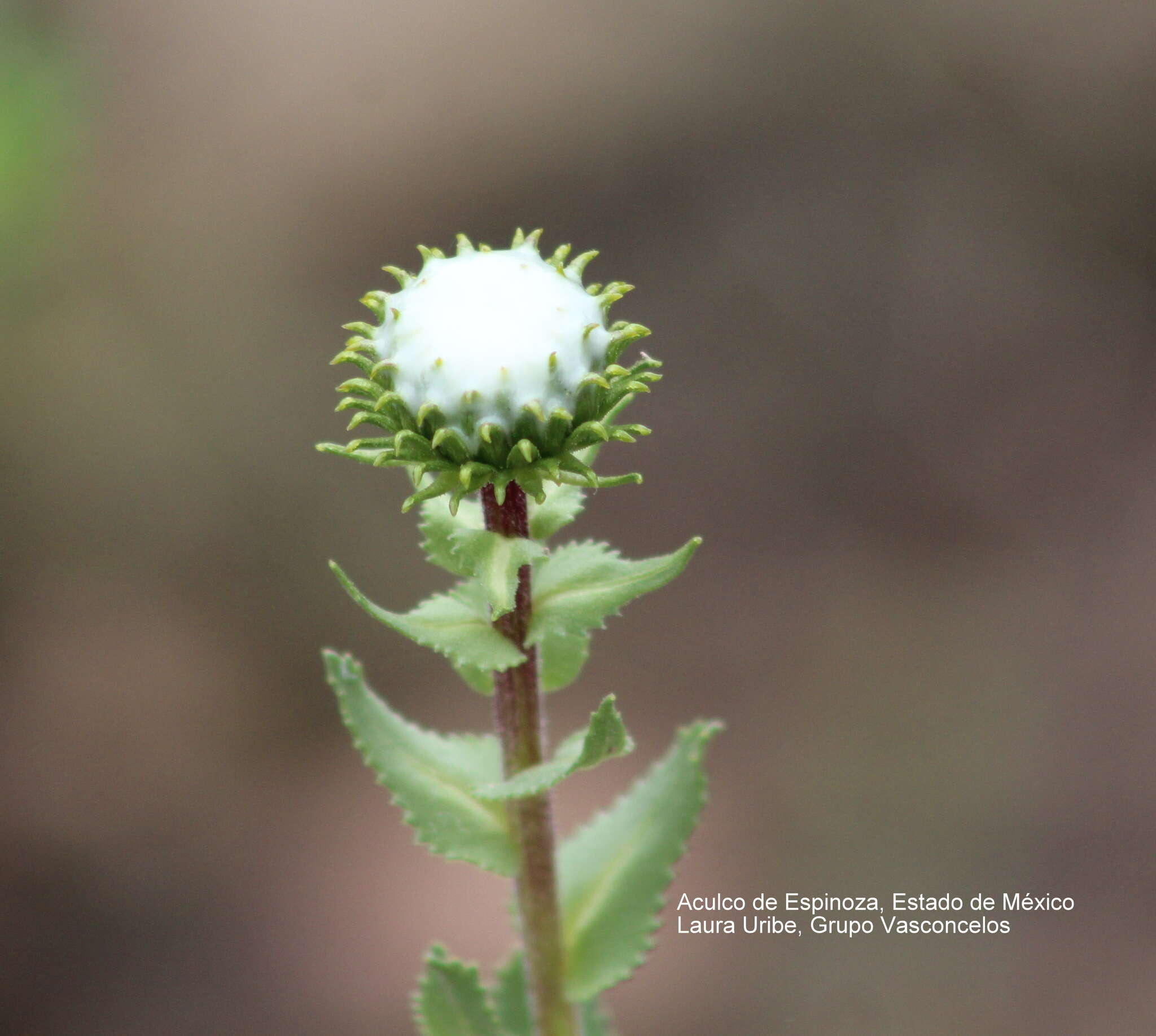 Image of Grindelia inuloides Willd.