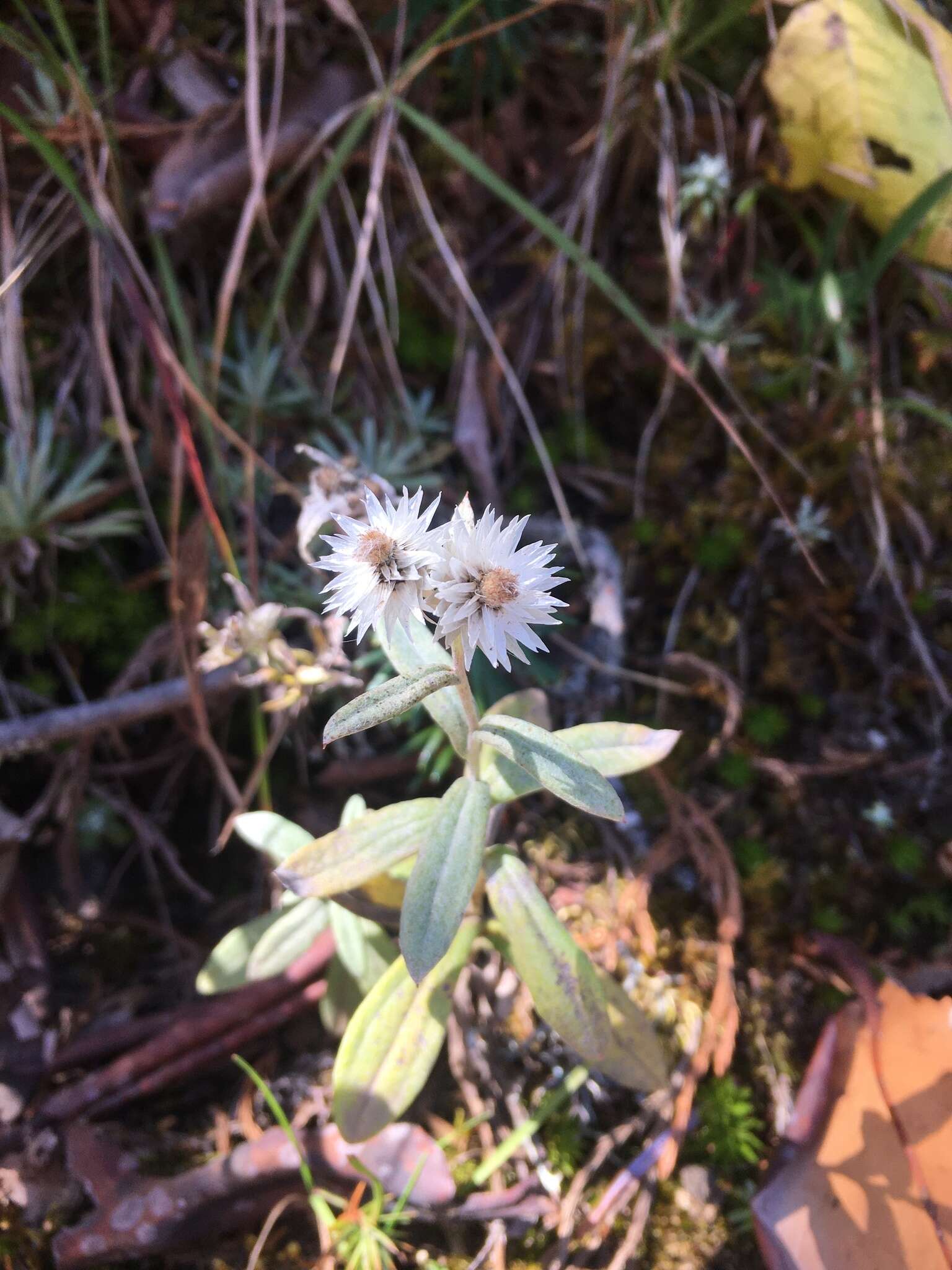 Image of Three-nerved Pearly Everlasting