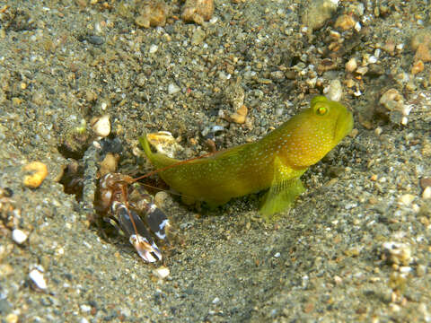 Image of Yellow prawn-goby