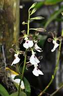 Image of Encyclia cordigera (Kunth) Dressler