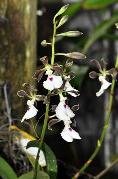 Image of Encyclia cordigera (Kunth) Dressler