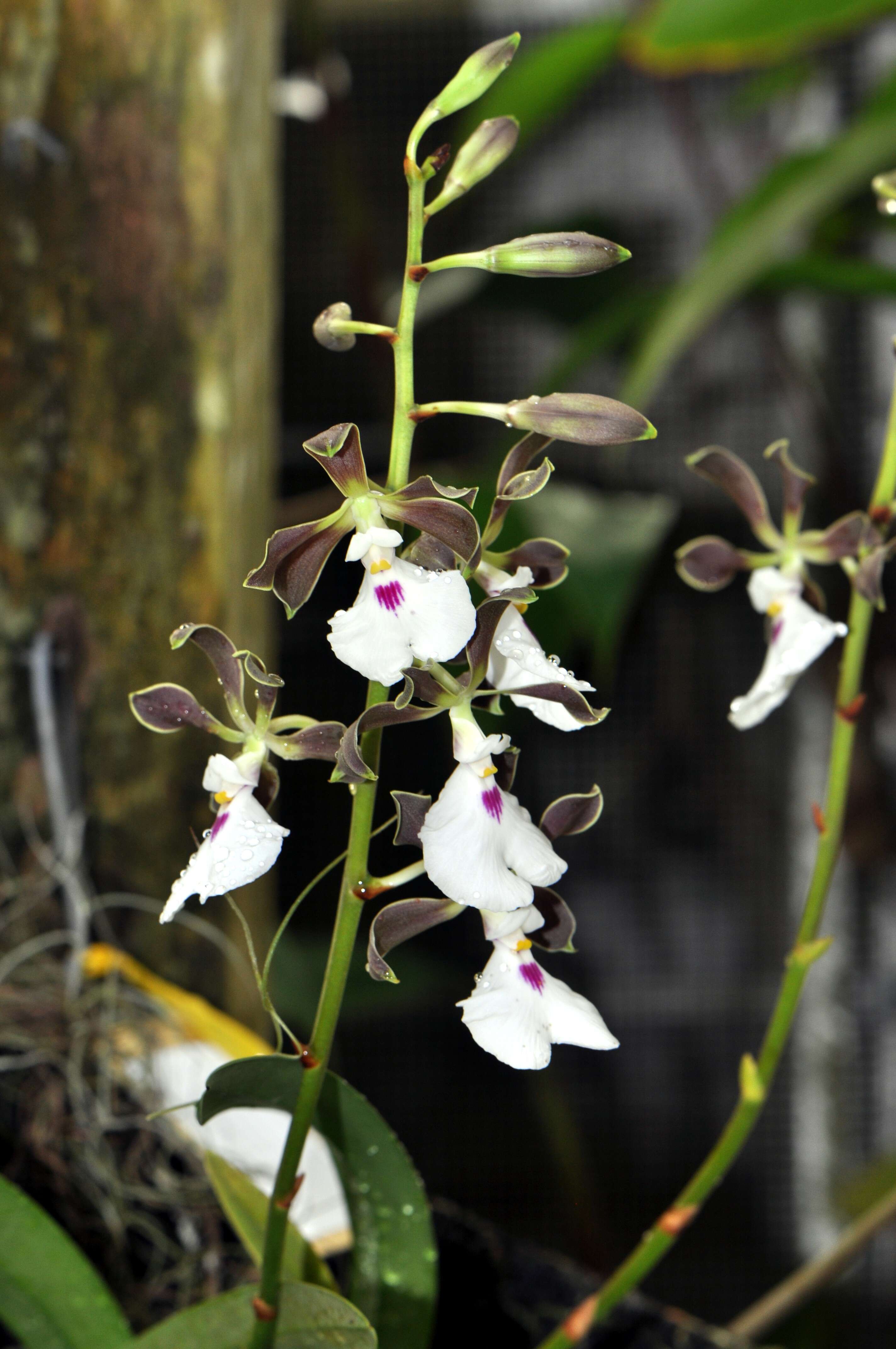 Image of Encyclia cordigera (Kunth) Dressler