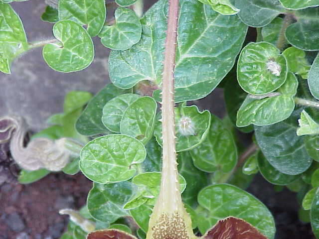 Image de Aristolochia lindneri A. Berger