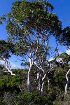 Plancia ëd Eucalyptus drummondii Benth.