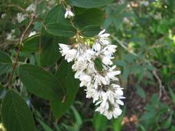 Image of Deutzia ningpoensis Rehder