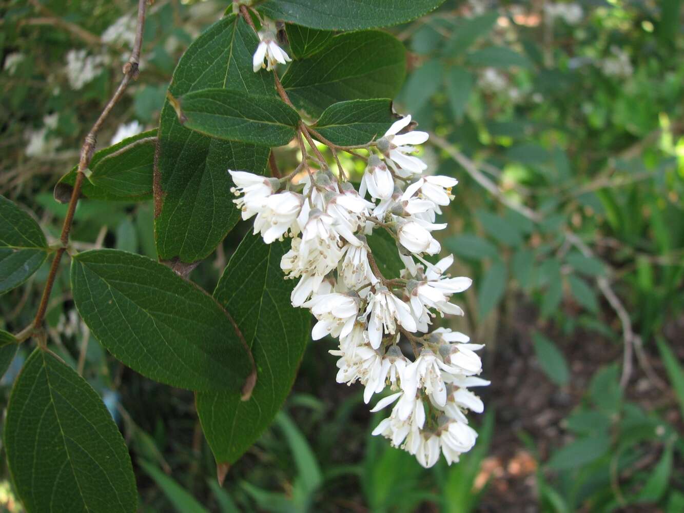 Image of Deutzia ningpoensis Rehder