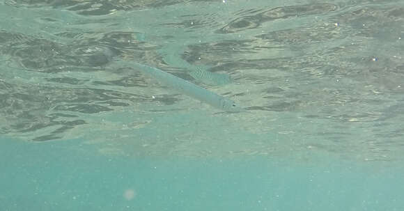 Image of Keeltail Needlefish