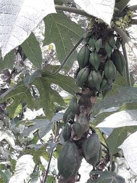 Image of Mountain papaya