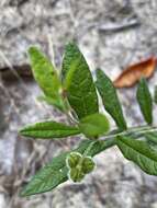 Image of wavyleaf noseburn