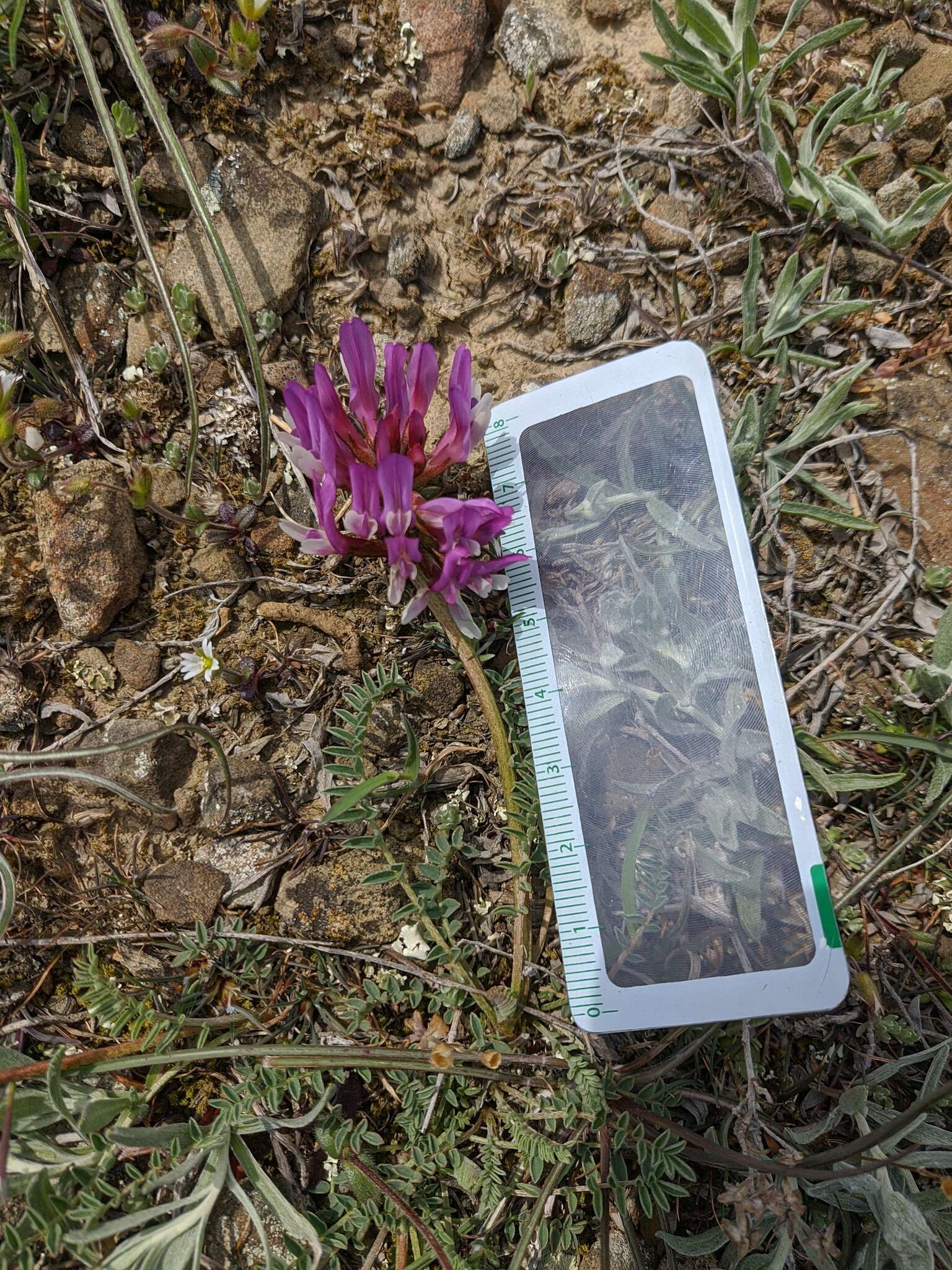 Imagem de Astragalus physodes subsp. physodes