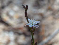 Image of Caesia parviflora var. parviflora