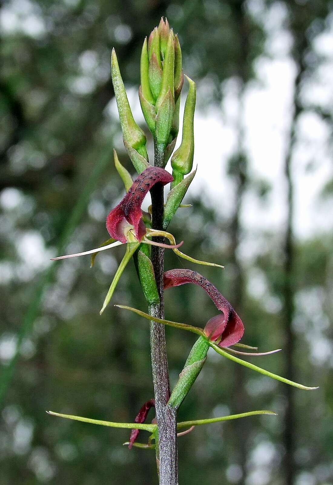 Image of Small tongue orchid