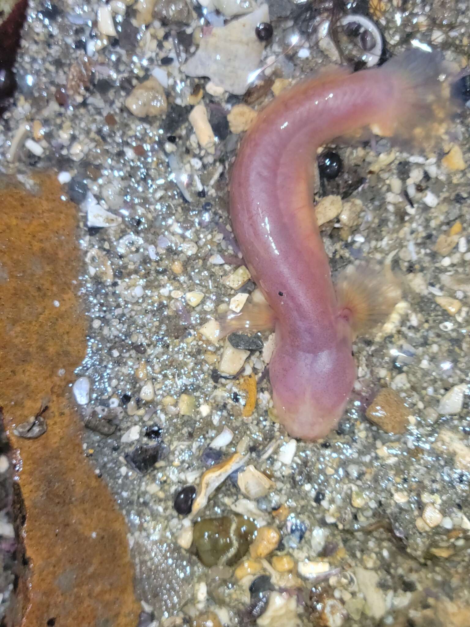 Image of Blind goby