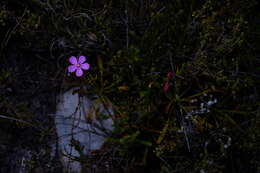 Drosera ramentacea Burch. ex DC.的圖片