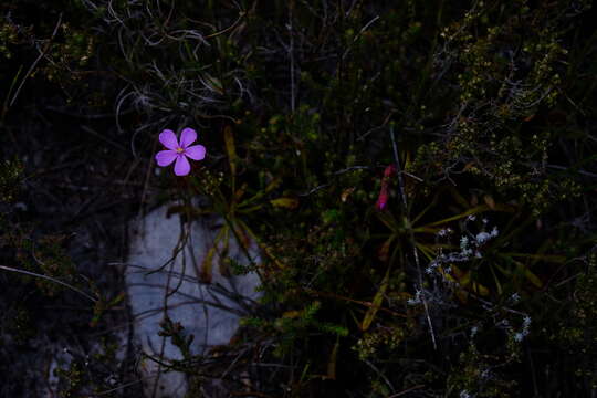 Drosera ramentacea Burch. ex DC.的圖片