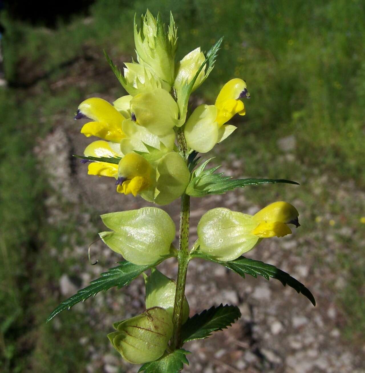 Rhinanthus angustifolius C. C. Gmelin resmi