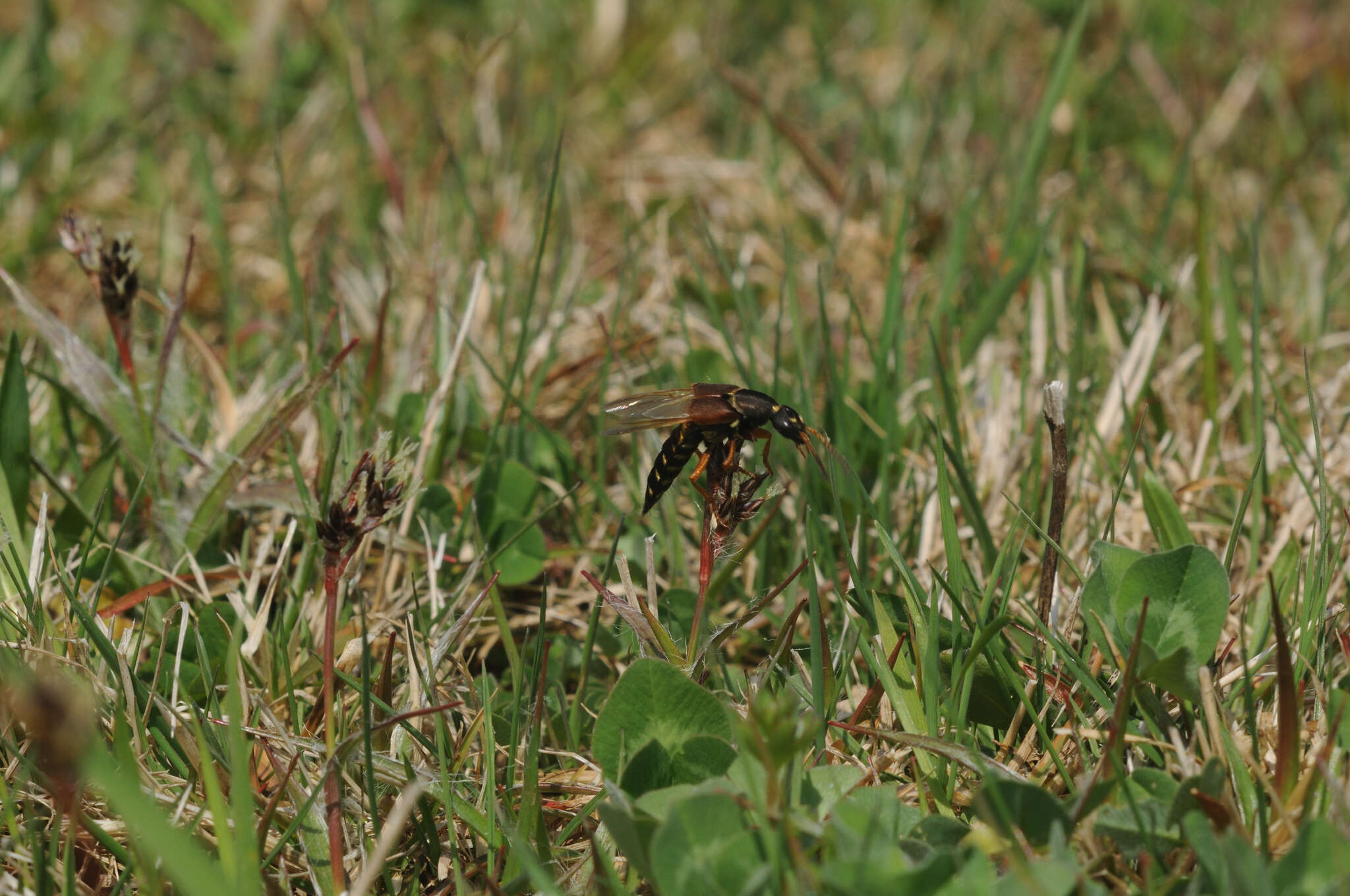 Imagem de Staphylinus dimidiaticornis Gemminger 1851