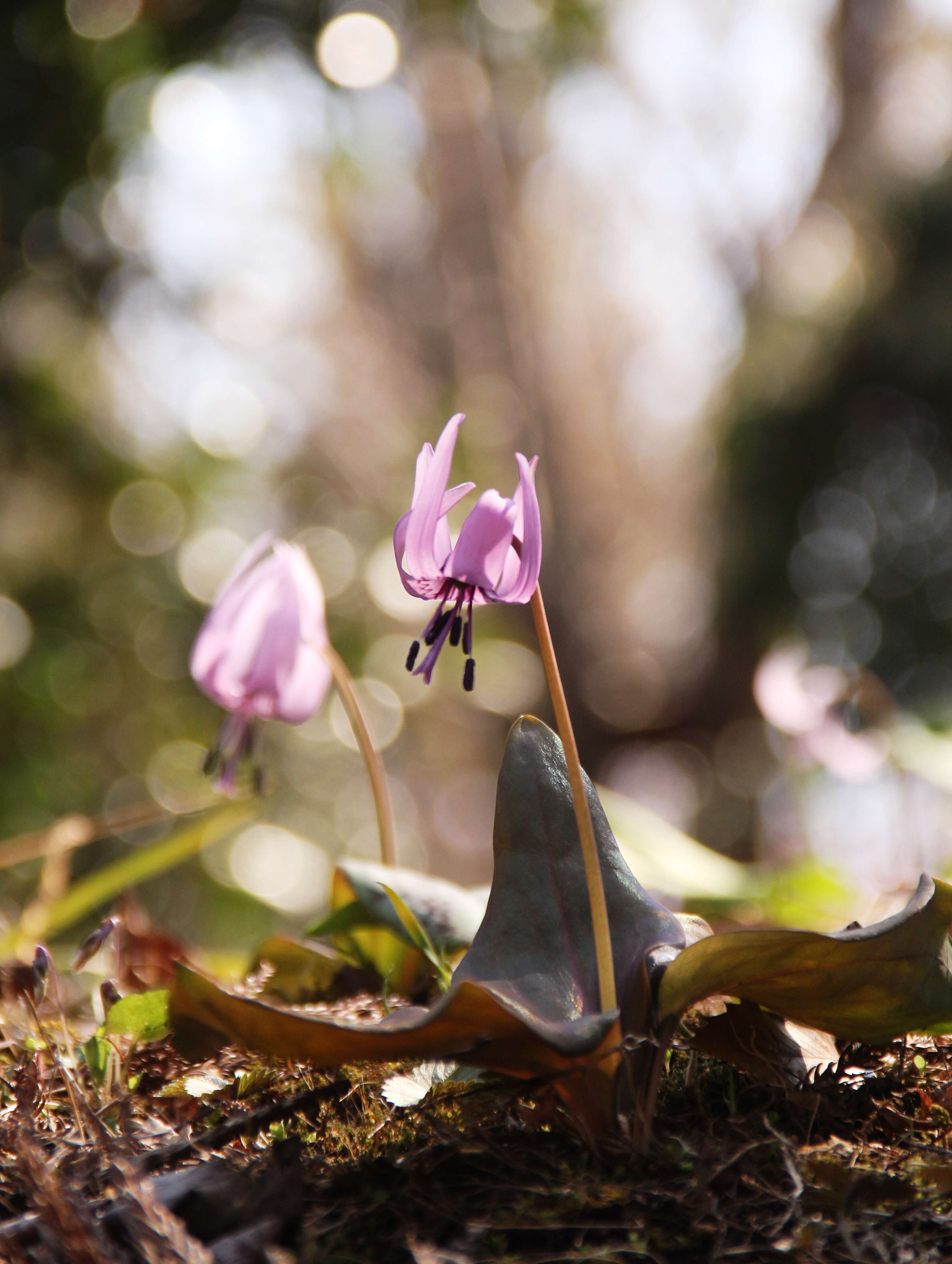 Image of Erythronium japonicum Decne.