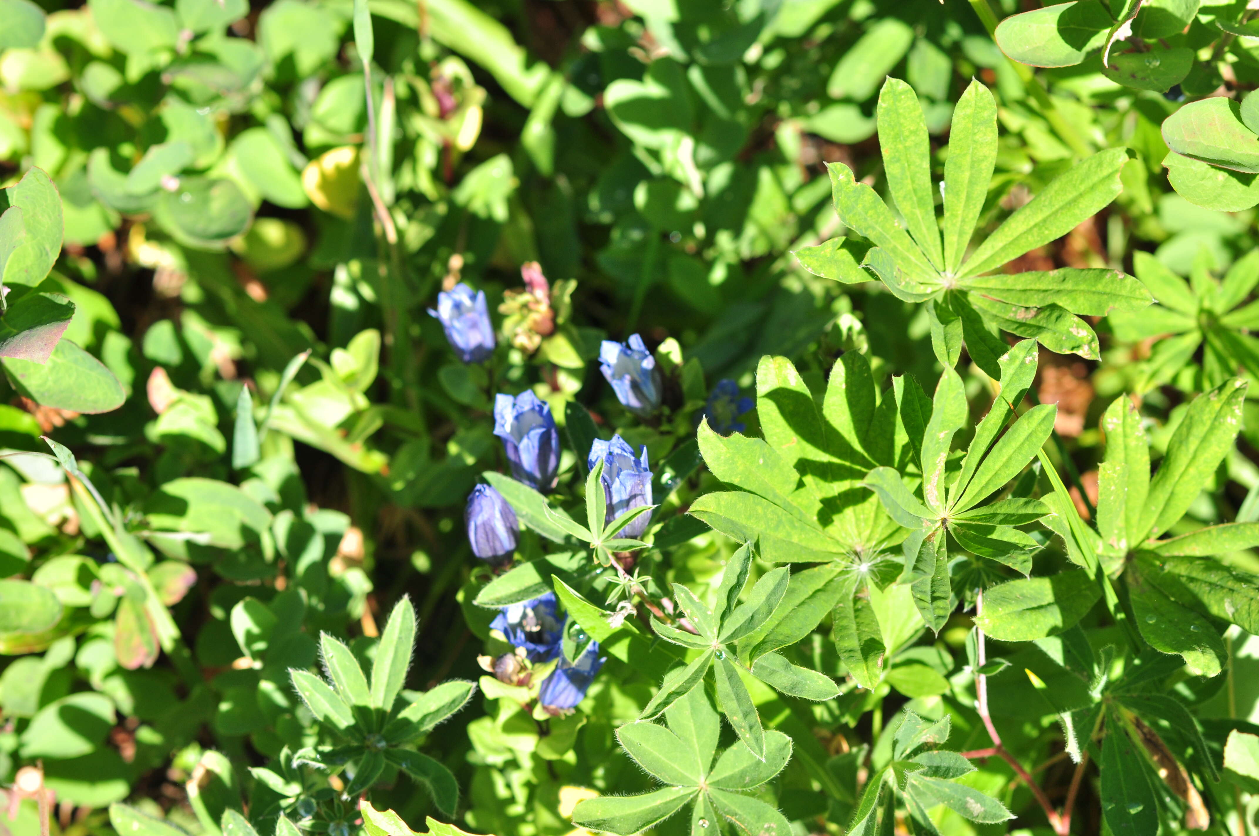 Image of Bog Gentian