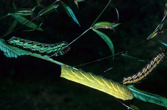 Proserpinus juanita (Strecker 1876) resmi