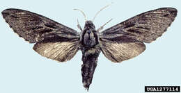 Image of Larch hawk moth