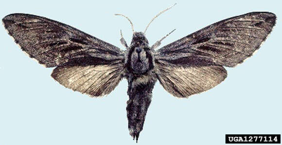 Image of Larch hawk moth