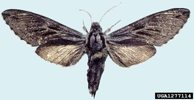 Image of Larch hawk moth