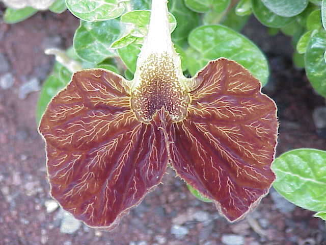 Image de Aristolochia lindneri A. Berger