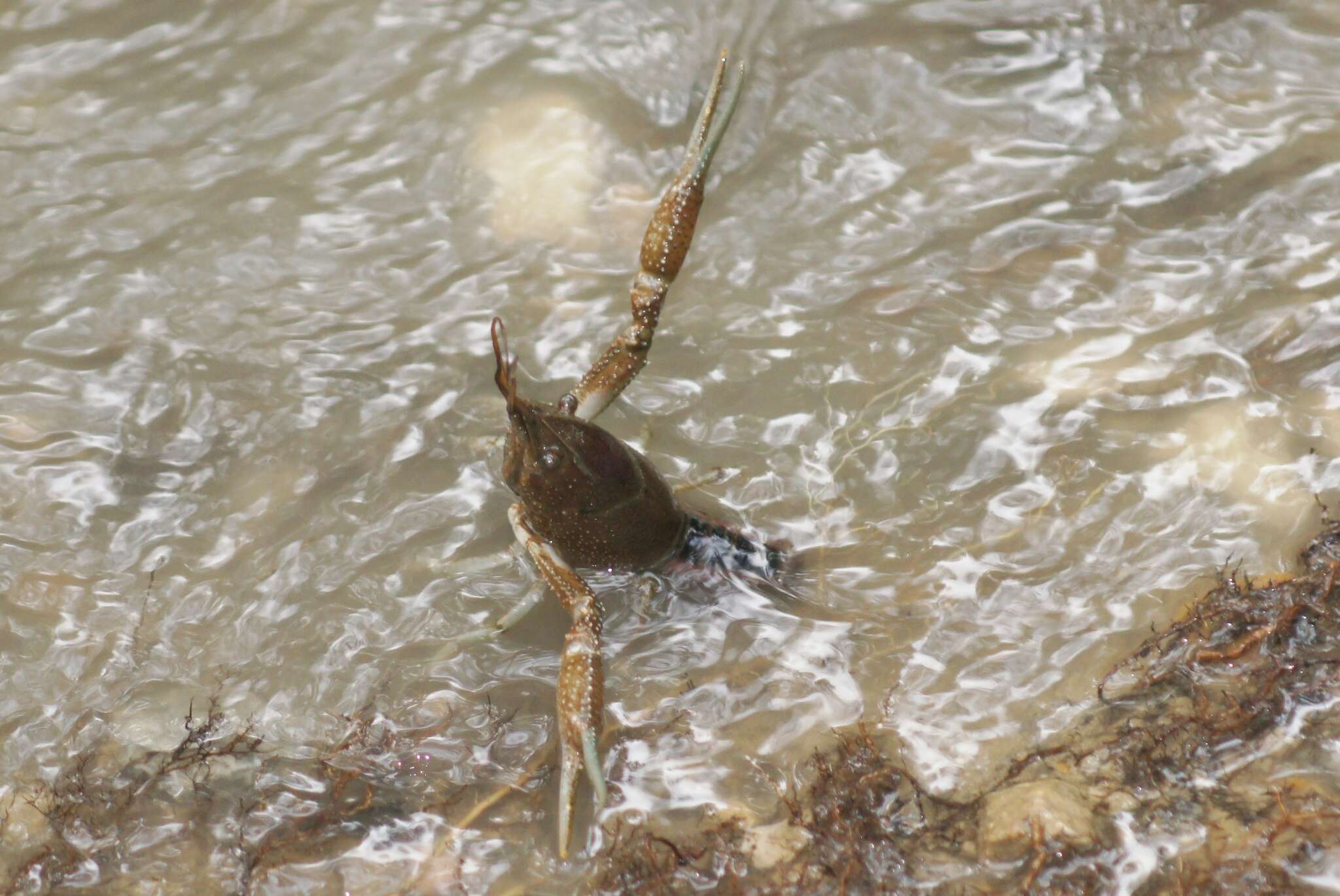 Image of White River Crayfish