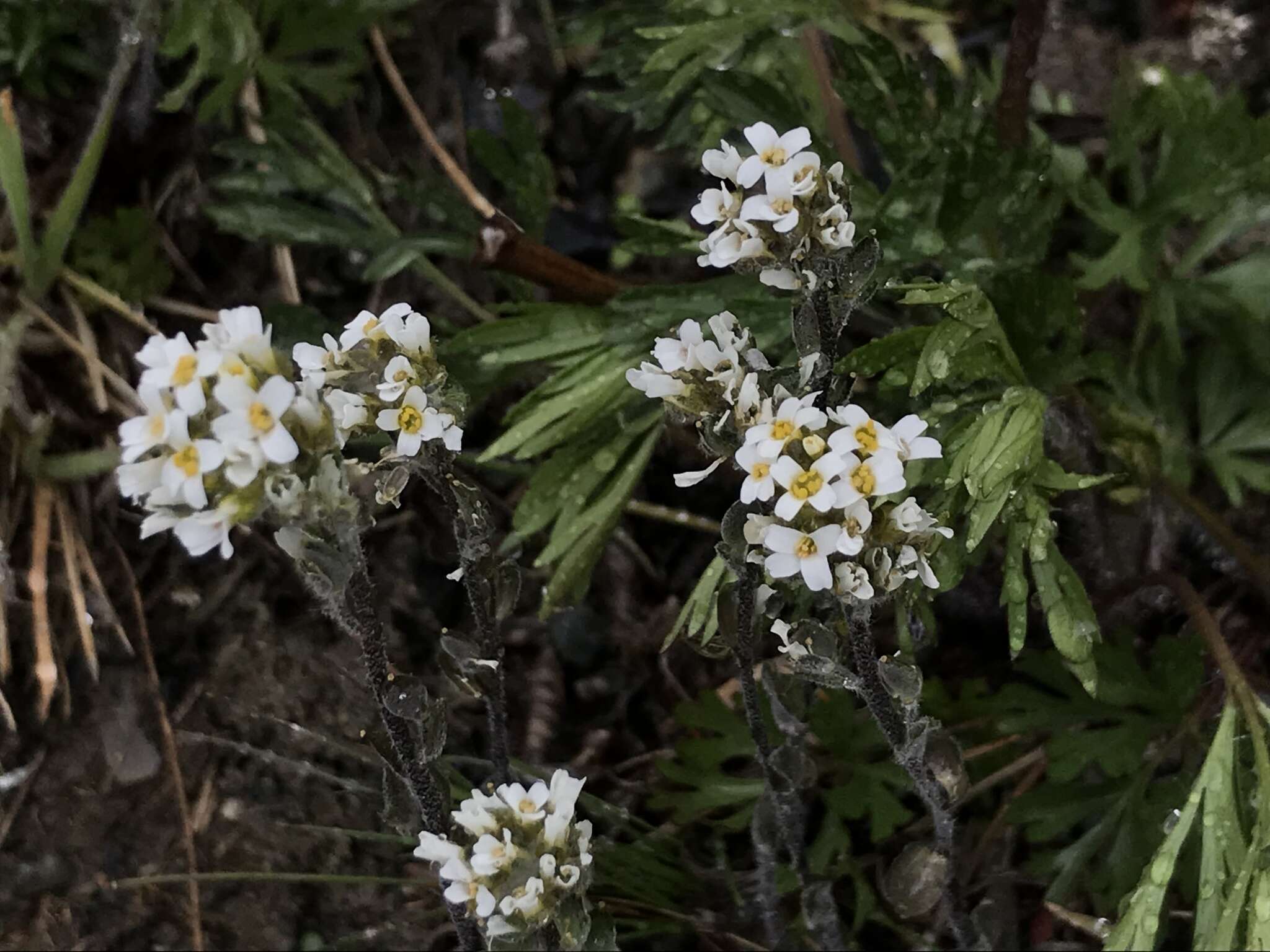 Image of Draba gilliesii Hook. & Arn.