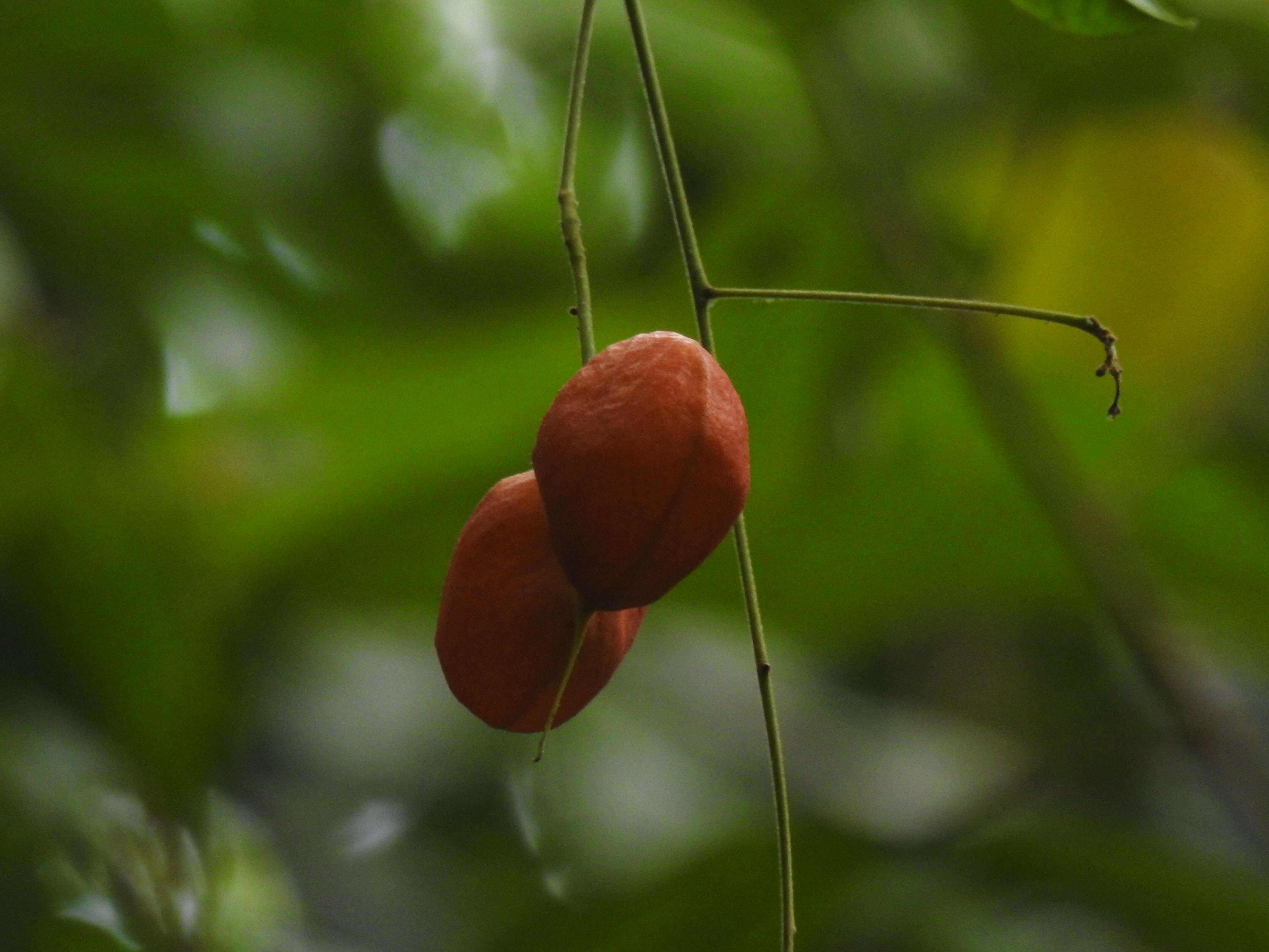 Image of tulip-wood tree