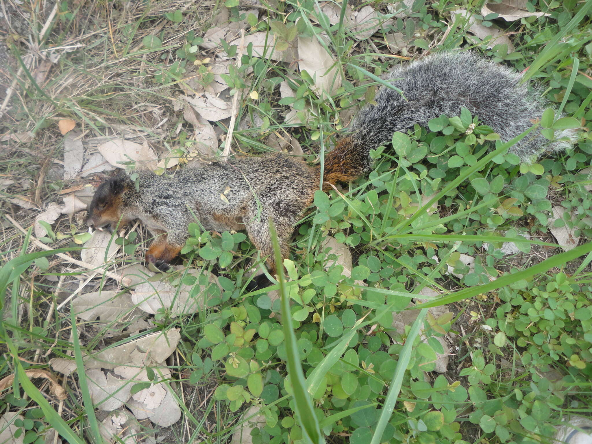 Image of Guayaquil Squirrel