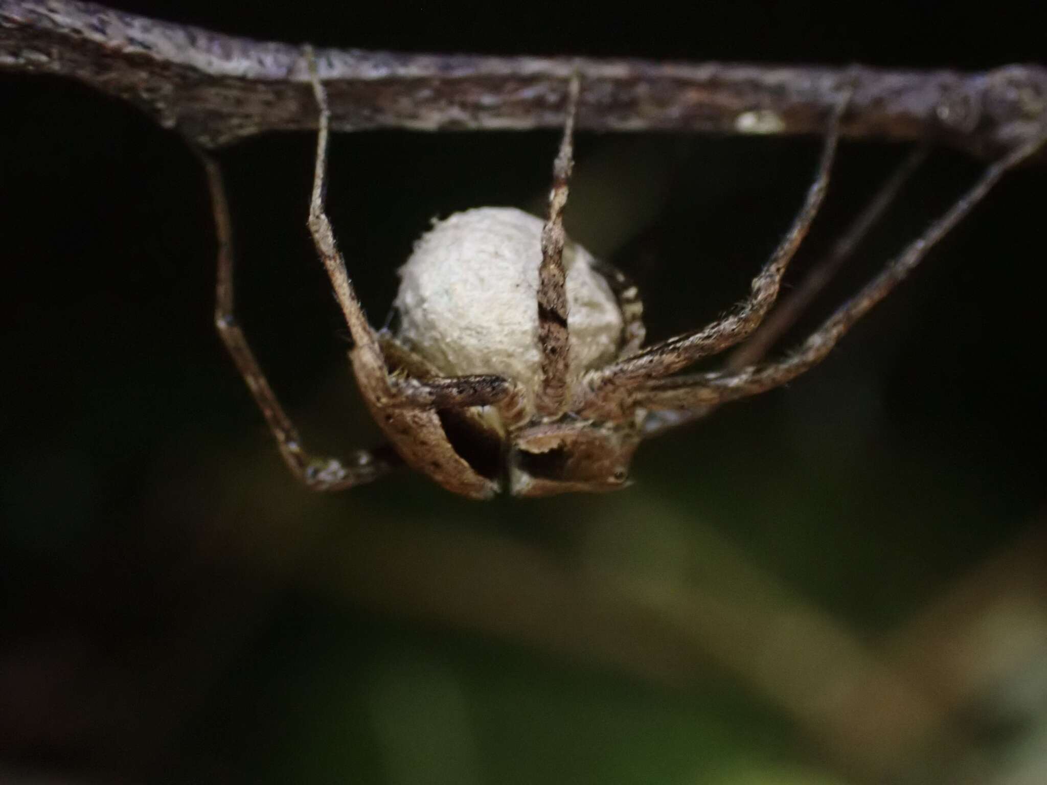 Plancia ëd Ornodolomedes mickfanningi Raven & Hebron 2018