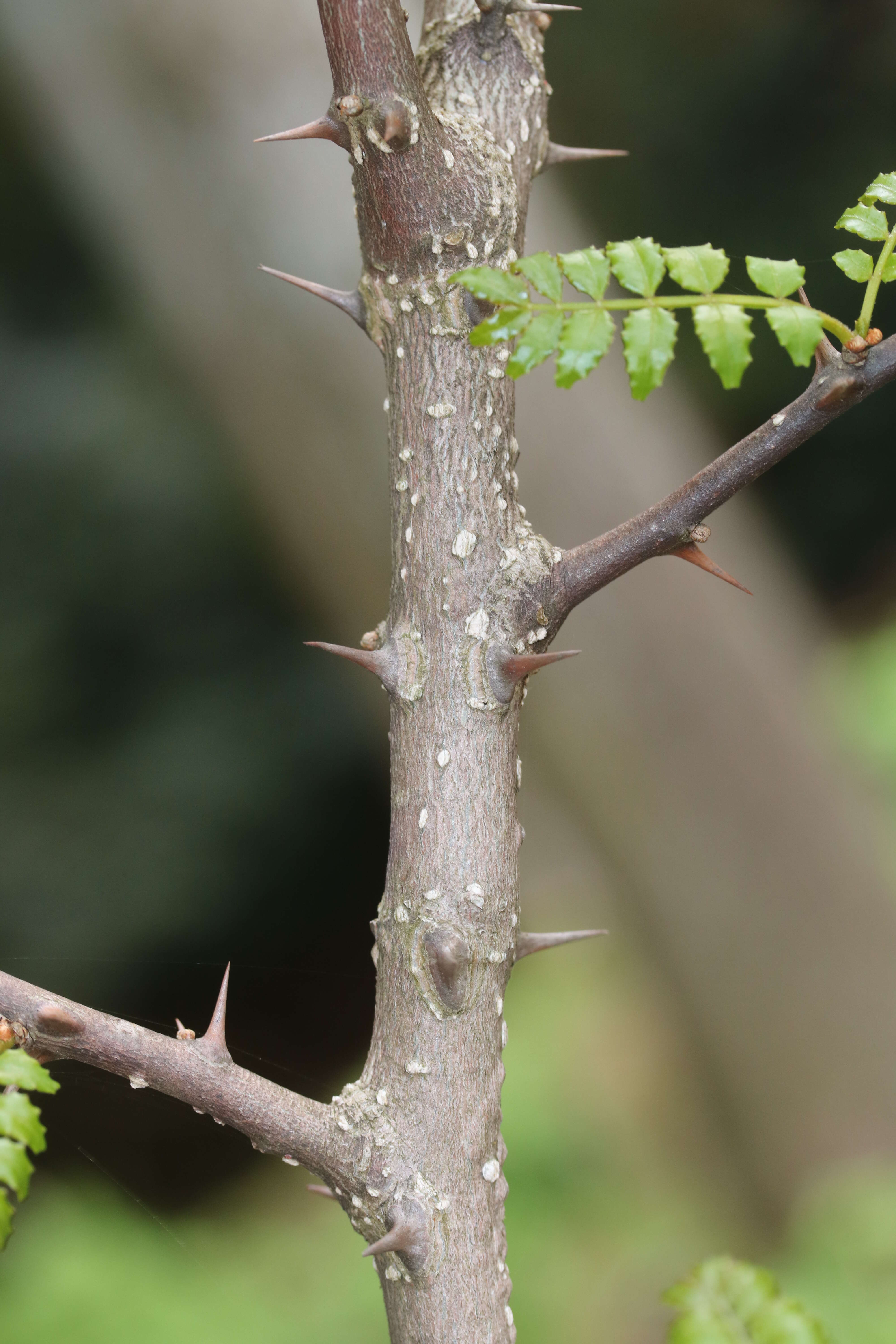 Imagem de Zanthoxylum piperitum (L.) DC.