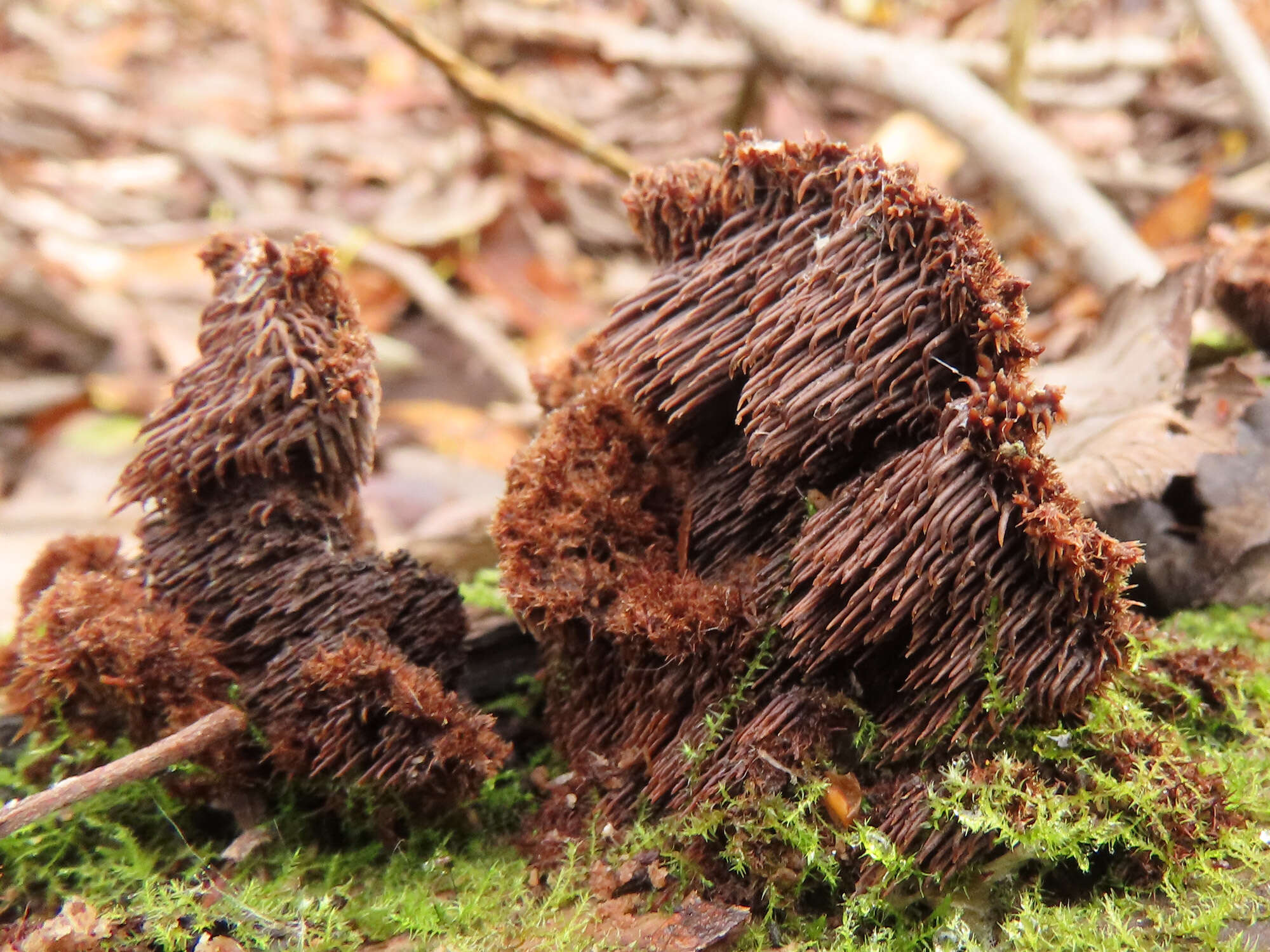 Gloiodon strigosus (Sw.) P. Karst. 1879的圖片