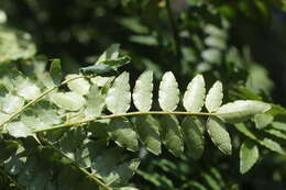 Image of Korean pepper