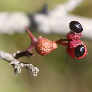 Image of Korean pepper