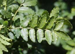 Image of Korean pepper