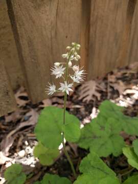 Image of Heartleaved foamflower