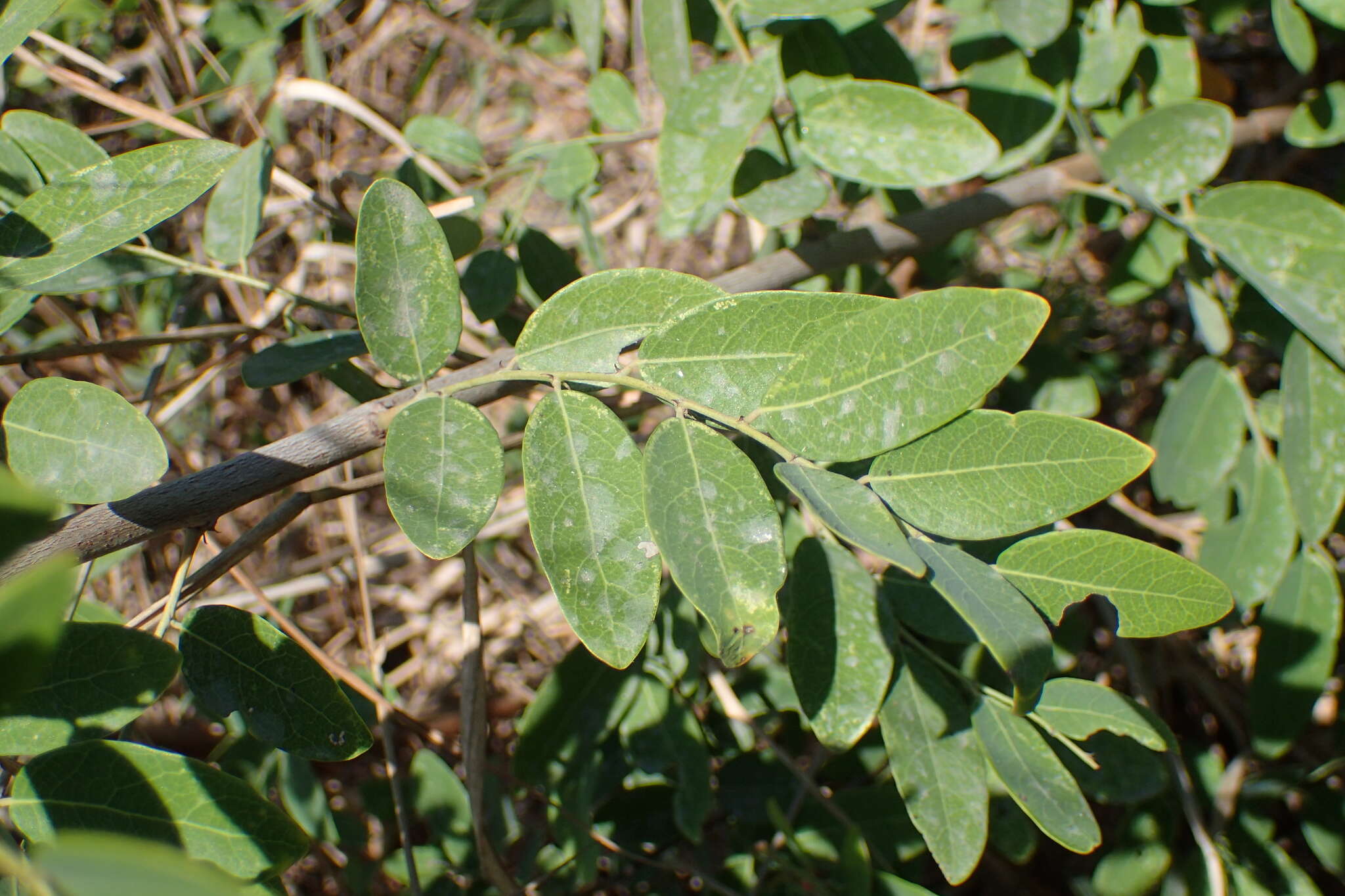 Image de Phyllanthus reticulatus var. reticulatus