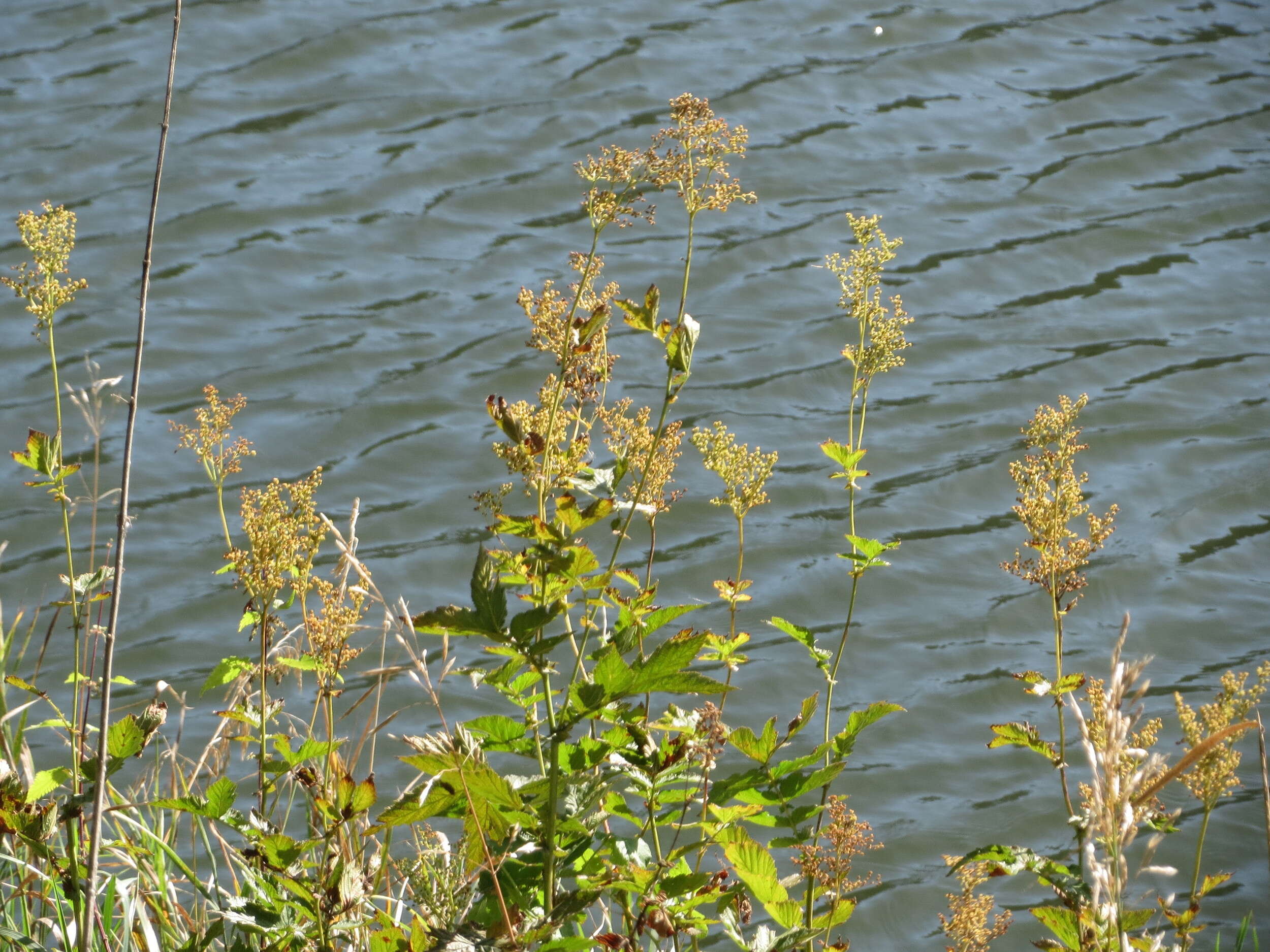 Image of Meadowsweet