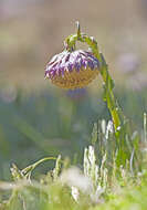 Image of Culcitium serratifolium Meyen & Walp.