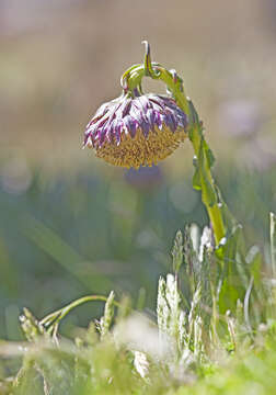 Culcitium serratifolium Meyen & Walp. resmi