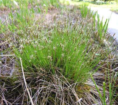 Image of alpine bulrush