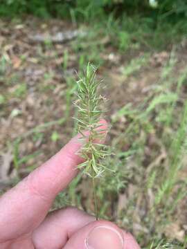 Image of annual vernal-grass